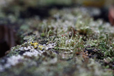 Moss, lichens and pine needles on an old stump close-up.の写真素材