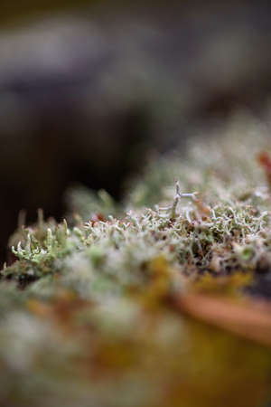 Moss, lichens and pine needles on an old stump close-up.の写真素材