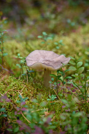 Large toadstool mushrooms in the forest on an old stump overgrown with moss, lichens and blueberry and lingonberry bushes.の写真素材