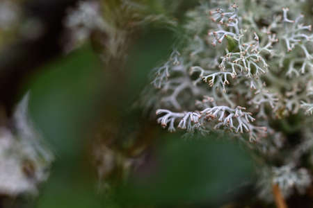 Moss, lichens and pine needles on an old stump close-up.の写真素材