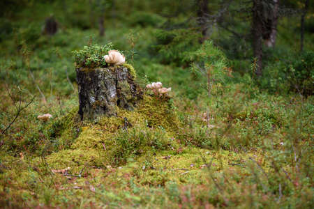 Large toadstool mushrooms in the forest on an old stump overgrown with moss, lichens and blueberry and lingonberry bushes.の写真素材