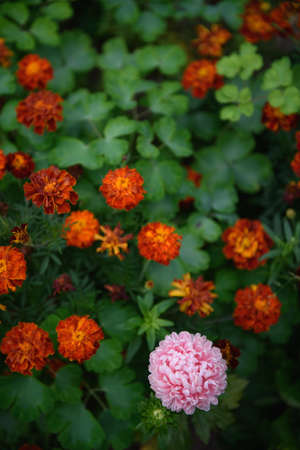 Pink peony-shaped aster on a flower bed in the garden among marigolds.