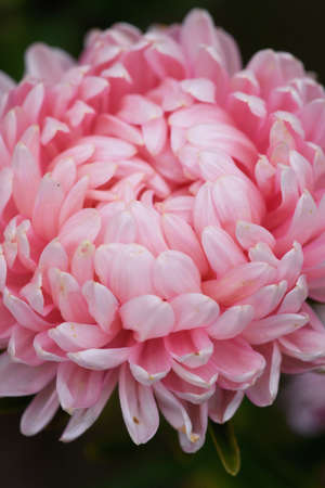 Pink peony-shaped aster on a flower bed in the garden. Extreme close-up.の写真素材