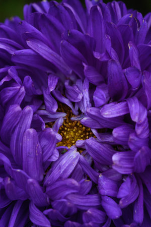 Purple peony-shaped asters, similar in shape to a cloud on a flower bed in the garden. Extreme close-up.の写真素材