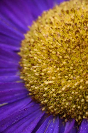 Purple peony-shaped asters, similar in shape to a cloud on a flower bed in the garden. Extreme close-up.の写真素材