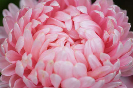 Pink peony-shaped aster on a flower bed in the garden. Extreme close-up.の写真素材