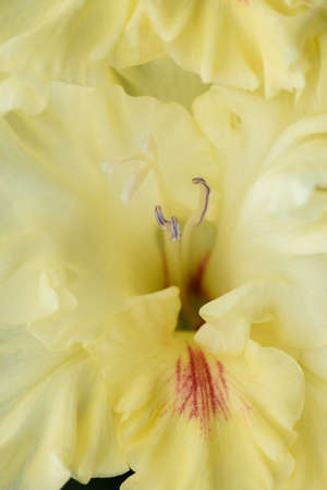 Extreme close-up of the gladiolus inflorescence with pistils and stamens in detail and very close.の写真素材