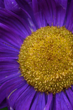 Purple peony-shaped asters, similar in shape to a cloud on a flower bed in the garden. Extreme close-up.の写真素材