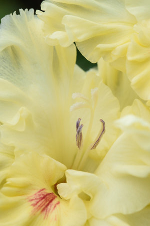 Extreme close-up of the gladiolus inflorescence with pistils and stamens in detail and very close.の写真素材