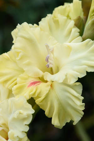 Extreme close-up of the gladiolus inflorescence with pistils and stamens in detail and very close.の写真素材