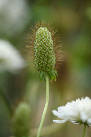 The inflorescence of a scabious flower is close-up on a flower bed in the garden.の写真素材