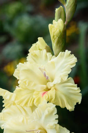 Extreme close-up of the gladiolus inflorescence with pistils and stamens in detail and very close.の写真素材