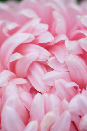 Pink peony-shaped aster on a flower bed in the garden. Extreme close-up.の写真素材