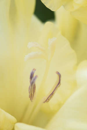 Extreme close-up of the gladiolus inflorescence with pistils and stamens in detail and very close.の写真素材