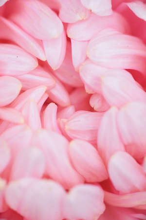 Pink peony-shaped aster on a flower bed in the garden. Extreme close-up.の写真素材