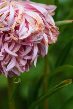 A bud of a fading peony-shaped aster in close-up with dried petal tipsの写真素材