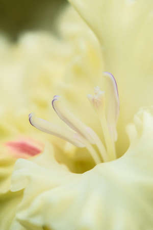 Extreme close-up of the gladiolus inflorescence with pistils and stamens in detail and very close.の写真素材
