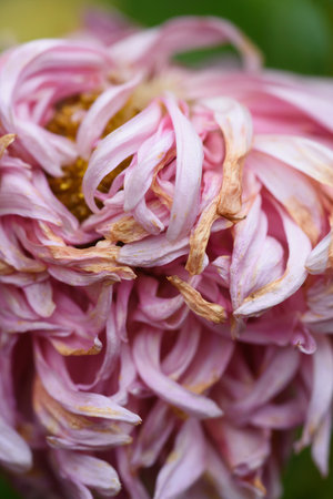 A bud of a fading peony-shaped aster in close-up with dried petal tipsの写真素材