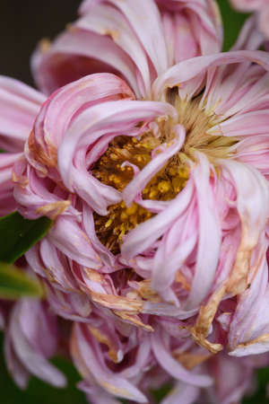 A bud of a fading peony-shaped aster in close-up with dried petal tipsの写真素材