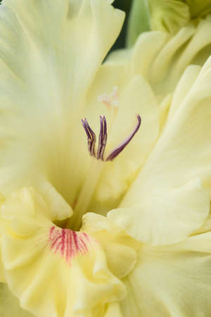Extreme close-up of the gladiolus inflorescence with pistils and stamens in detail and very close.の写真素材