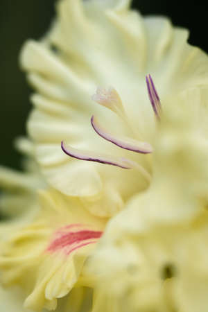 Extreme close-up of the gladiolus inflorescence with pistils and stamens in detail and very close.の写真素材