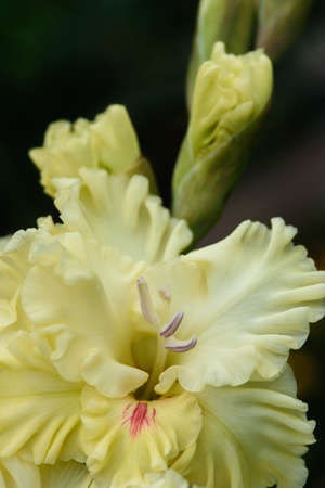 Extreme close-up of the gladiolus inflorescence with pistils and stamens in detail and very close.の写真素材