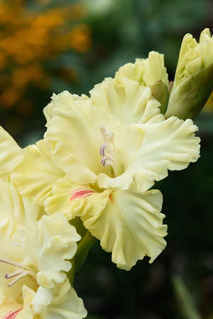 Extreme close-up of the gladiolus inflorescence with pistils and stamens in detail and very close.の写真素材