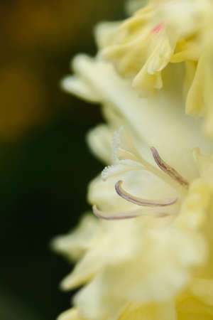 Extreme close-up of the gladiolus inflorescence with pistils and stamens in detail and very close.の写真素材