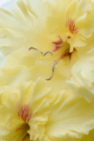 Extreme close-up of the gladiolus inflorescence with pistils and stamens in detail and very close.の写真素材