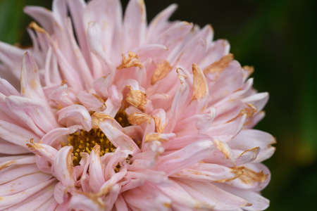 A bud of a fading peony-shaped aster in close-up with dried petal tipsの写真素材