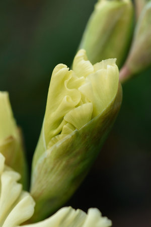 Extreme close-up of the gladiolus inflorescence with pistils and stamens in detail and very close.の写真素材