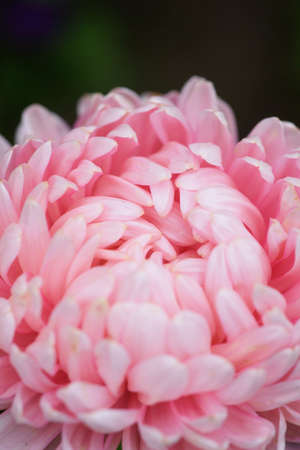Pink peony-shaped aster on a flower bed in the garden. Extreme close-up.の写真素材