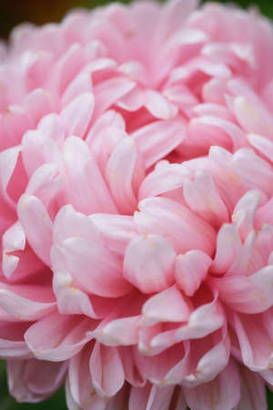 Pink peony-shaped aster on a flower bed in the garden. Extreme close-up.の写真素材
