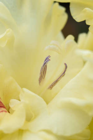 Extreme close-up of the gladiolus inflorescence with pistils and stamens in detail and very close.の写真素材