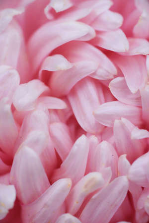 Pink peony-shaped aster on a flower bed in the garden. Extreme close-up.の写真素材