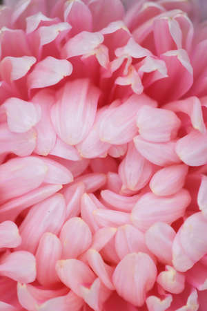Pink peony-shaped aster on a flower bed in the garden. Extreme close-up.の写真素材