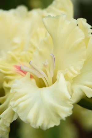 Extreme close-up of the gladiolus inflorescence with pistils and stamens in detail and very close.の写真素材