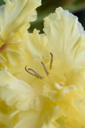 Extreme close-up of the gladiolus inflorescence with pistils and stamens in detail and very close.の写真素材