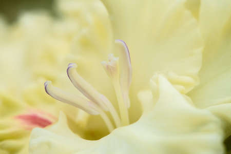 Extreme close-up of the gladiolus inflorescence with pistils and stamens in detail and very close.の写真素材