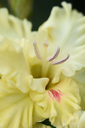 Extreme close-up of the gladiolus inflorescence with pistils and stamens in detail and very close.の写真素材