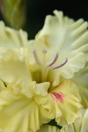 Extreme close-up of the gladiolus inflorescence with pistils and stamens in detail and very close.の写真素材