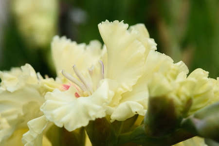 Extreme close-up of the gladiolus inflorescence with pistils and stamens in detail and very close.の写真素材
