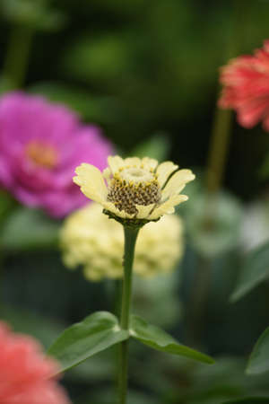 A flower bed with zinnias in the garden at the end of summer.の写真素材