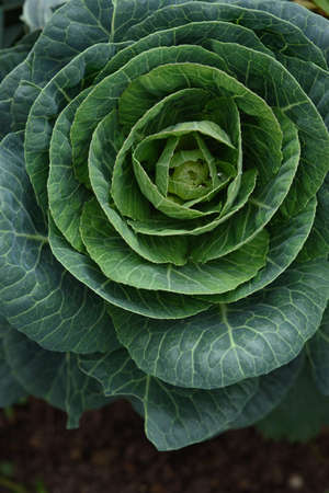 Agricultural industry. Cabbage head in the garden close-up.