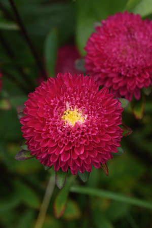 A flower bed with zinnias in the garden at the end of summer.の写真素材