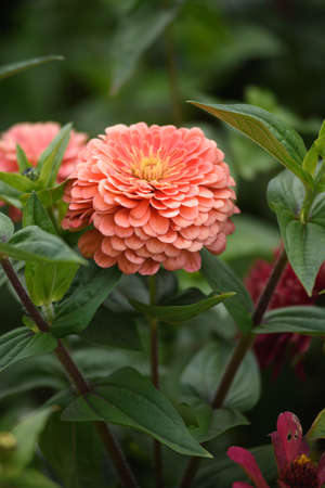 A flower bed with zinnias in the garden at the end of summer.の写真素材