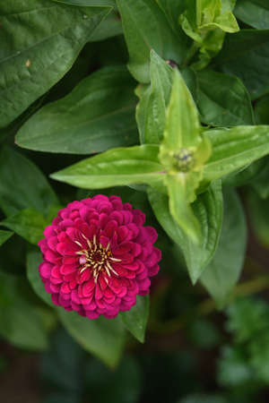A flower bed with zinnias in the garden at the end of summer.の写真素材