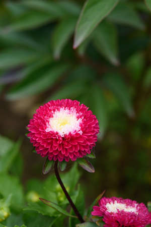 A flower bed with zinnias in the garden at the end of summer.の写真素材