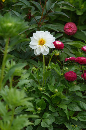 A dahlia flower in close-up on a flower bed among zinnias.の写真素材