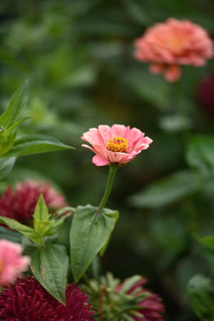 A flower bed with zinnias in the garden at the end of summer.の写真素材